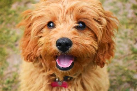 10 Interesting Facts About Adult Cavapoos! - We Love Doodles