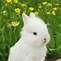Image result for Cute Bunnies Pictures