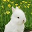 Image result for Super Cute Animals That Are Bunny