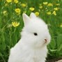 Image result for Cute Anime Bunny