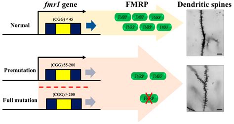 Melatonin as a Novel Interventional Candidate for Fragile X Syndrome ...