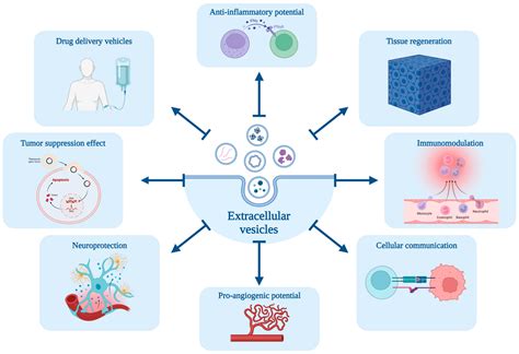 Menstrual Blood Stem Cells-Derived Exosomes as Promising Therapeutic ...