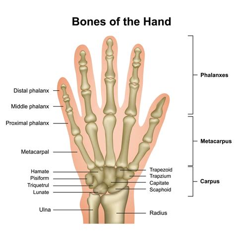 Hand and Wrist Anatomy | Baxter Regional Health System