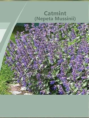 CYBEXIS NDIR-17 - Catmint Blue Wonder(Nepeta Mussinii) - (4500 Seeds ...
