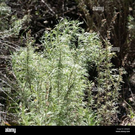 California sagebrush (Artemisia californica) Plantae Stock Photo - Alamy
