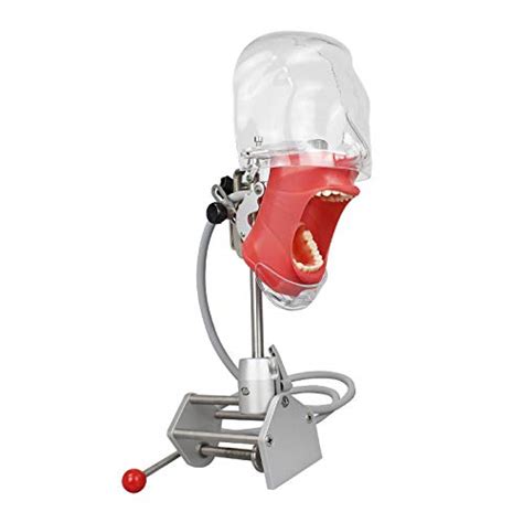 Dental Simulator Manikin Phantom Head Dental Phantom Head Model with ...