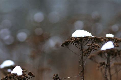 寒冷的冬天 图库摄影 - 图片: 12290942