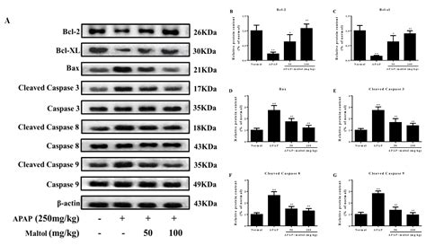 Maltol Improves APAP-Induced Hepatotoxicity by Inhibiting Oxidative ...