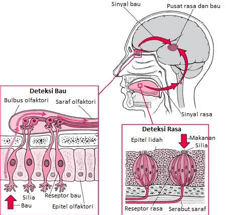 Image result for Functional Testing vs Structural Testing