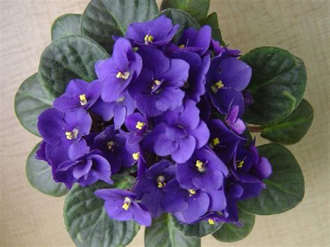 african-violet-flower-meaning – Rowayton Gardeners