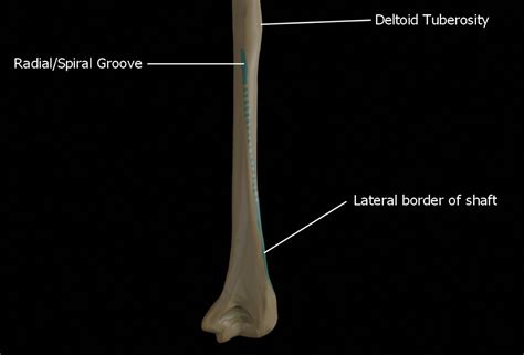 humerus shaft Archives - Anatomy Note