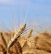 Wheat 的图像结果