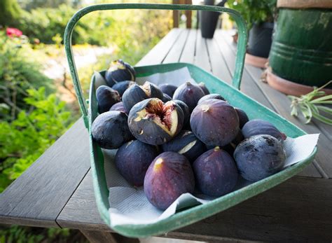 Figs Are Season at Kate Terry blog