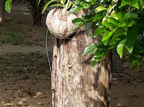 Dolphin Wadiya (Kalpitiya) - All You Need to Know BEFORE You Go