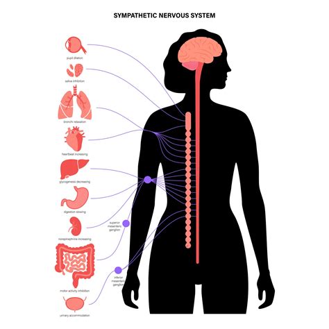 Sympathetic Vs Parasympathetic Nervous System