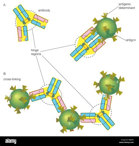 Antigen Antibody Complex