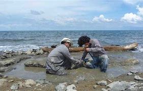 Image result for 6-million-year-old turtle DNA