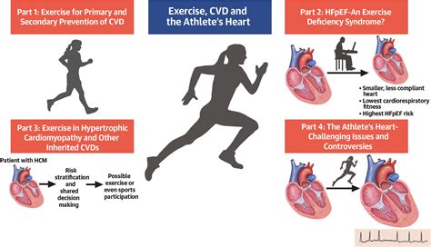 Cardiovascular Exercise Effects at Willard Madrigal blog