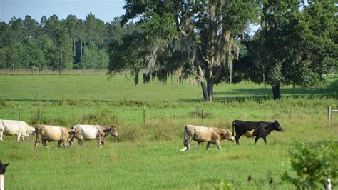 Livestock pals, cattle egrets are grazing for insects