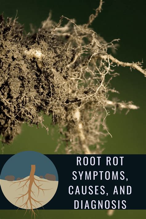 Image result for Signs of Root Rot in Trees