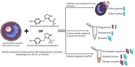 Imidacloprid and Its Bioactive Metabolite, Desnitro-Imidacloprid ...