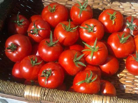 Aydın Demirkaya / Hydroponic Sistemde Domates ve Patlıcan Yetiştirme ...