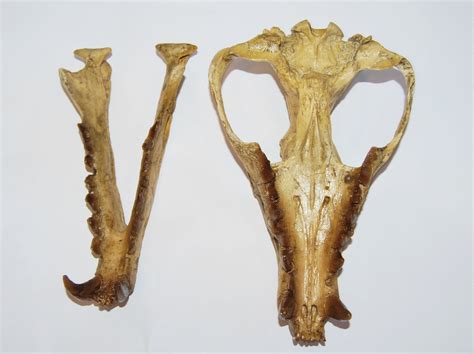 Hyaenodon Skull
