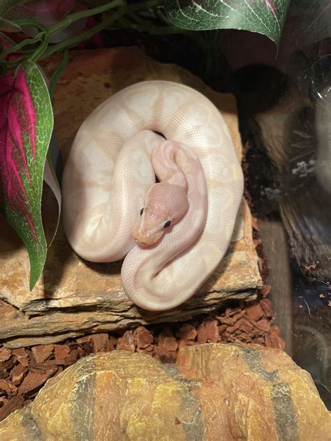 Setting Up Python Enclosure 的图像结果