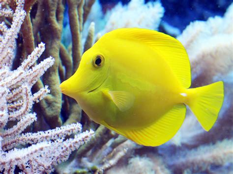 Image result for Fish Shell Scripting