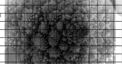 3.2 Gigapixel Image Of A Cauliflower Is The Largest Photograph Captured