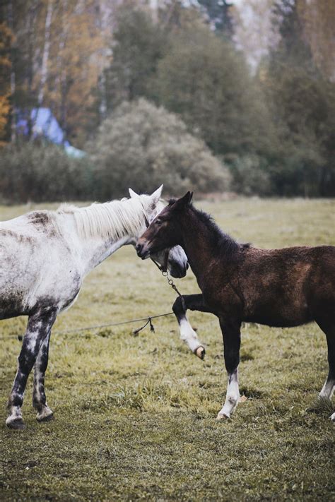 How Long are Horses Pregnant: Guide on Equine Gestation - All About Horses