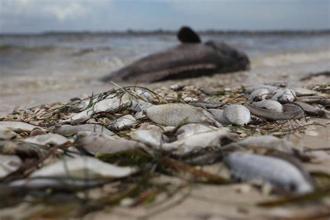 Florida Red Tide's Toxic Algae and Dead Animals: Destruction Behind ...
