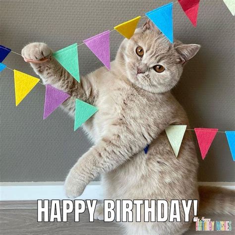 Birthday Meme Cat
