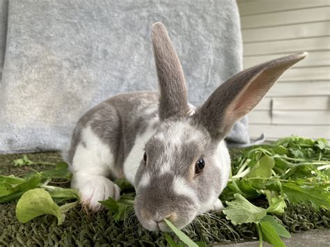 Standard Rex Rabbits For Sale | Stanwood, MI #439040