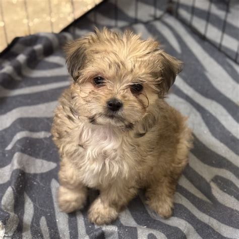 Kilkenny Irish Cream Ale nka Lily – Motley Zoo Animal Rescue