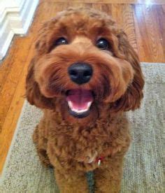 13 Cockapoo haircuts ideas | cockapoo, puppies, cute dogs