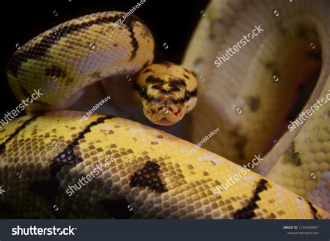 Image result for Royal Python Skin Background