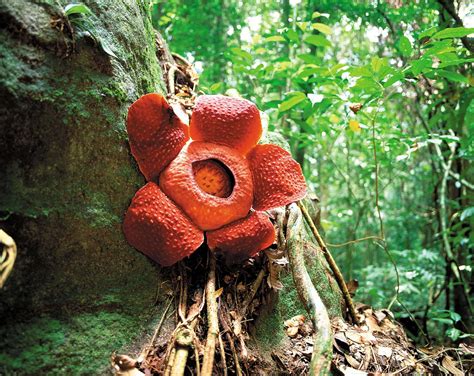 Gunung Gading National Park - where giant Rafflesia flowers bloom