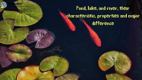 Difference between pond lake and river.pdf