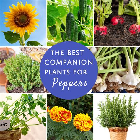 25 Best Companion Plants For Peppers + What To Avoid [Printable Chart ...