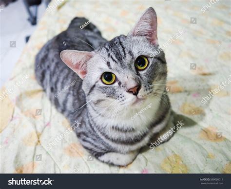 American Shorthair Cat Silver Tabby Cat Zdjęcie Stockowe 569030011 ...