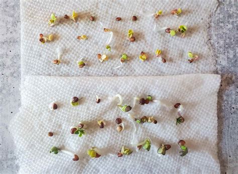 How to Test Seed Germination: Easy Paper Towel Method ~ Homestead and Chill