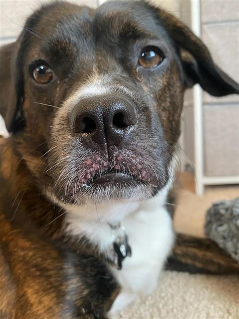 Bumps/Rash on dogs outer lip? : r/DOG