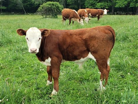 Cattle Vector Art HD Wallpaper Product Product Recipe Product HD