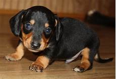 Datsun Dogs For Sale by Sandcreek Pets Akc Dachshund Puppies For Sale In Oklahoma Datsun Dogs For Sale