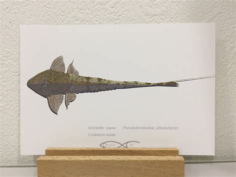Pseudohemiodon almendarizi Drawing Postcard | Osakanacraft