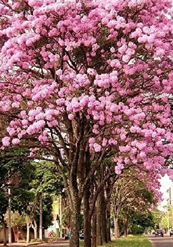 Buy TABEBUIA IPE Pink Trumpet Tree Live Impetiginosa Spring Flowers 8 ...