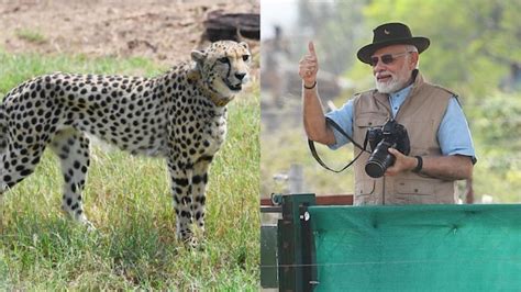 Cheetahs back on Indian soil after 70 years, PM Modi calls it historic ...