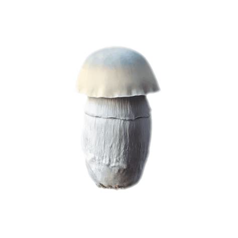 Mushroom Liquid Cultures (30+ Unique Strains Available) | SporesMD