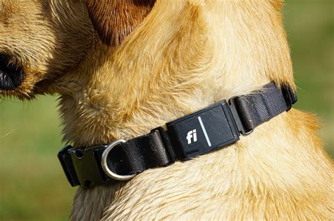 Best GPS Dog Collars of 2023 | Outdoor Life